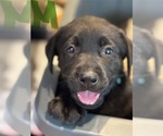 Small #1 Labrador Retriever
