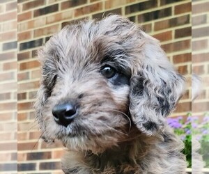 Aussiedoodle Puppy for sale in COLUMBIA, TN, USA
