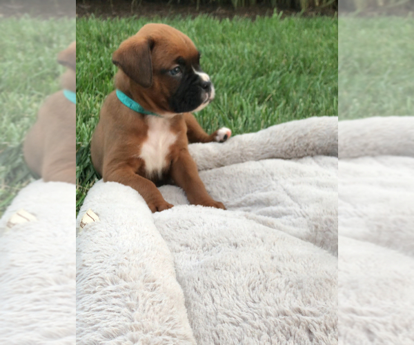 Medium Photo #2 Boxer Puppy For Sale in APPLE CREEK, OH, USA