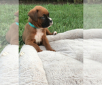 Small Photo #2 Boxer Puppy For Sale in APPLE CREEK, OH, USA