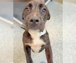 Small #1 Labrador Retriever