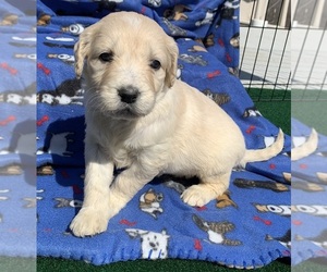English Cream Golden Retriever-Poodle (Standard) Mix Puppy for sale in DEARBORN, MO, USA