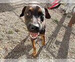*KOREY - Male Rottweiler-Unknown Mix Dog for Adoption - Small photo