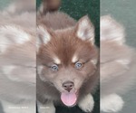 Small Photo #2 Pomsky Puppy For Sale in HUDSON, FL, USA