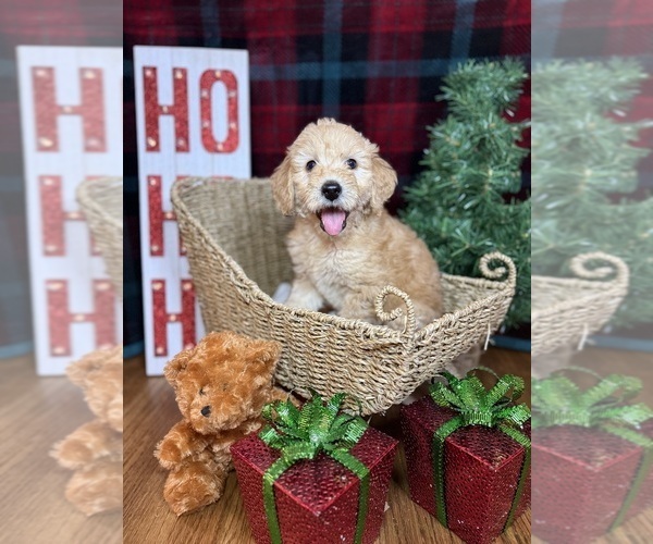 Medium Photo #20 Goldendoodle Puppy For Sale in OXFORD, GA, USA