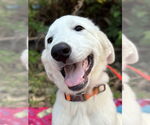 Small #8 Great Pyrenees