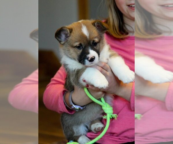 Medium Photo #1 Pembroke Welsh Corgi Puppy For Sale in FAIR GROVE, MO, USA
