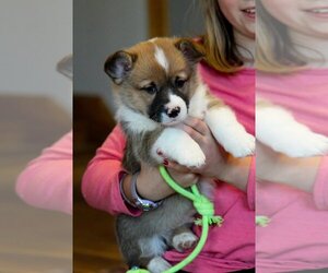 Pembroke Welsh Corgi Puppy for sale in FAIR GROVE, MO, USA