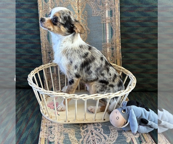 Medium Photo #7 Chihuahua Puppy For Sale in NEWVILLE, PA, USA