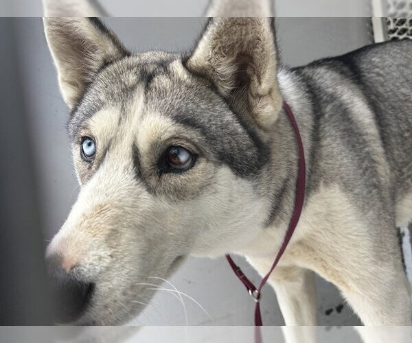 Medium Photo #1 Siberian Husky Puppy For Sale in Bakersfield, CA, USA