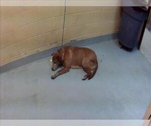 Mutt Dogs for adoption in Tulsa, OK, USA