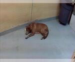 Small Mutt
