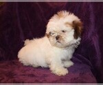 Small Photo #9 Shih Tzu Puppy For Sale in BLOOMINGTON, IN, USA