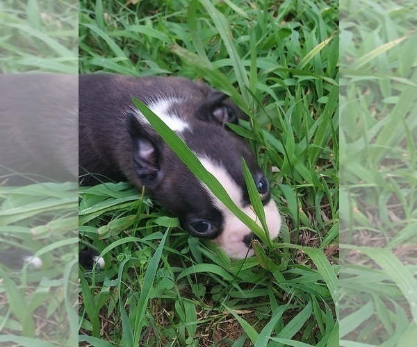 Medium Photo #1 Boston Terrier Puppy For Sale in ROCKY COMFORT, MO, USA