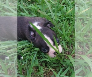 Boston Terrier Puppy for sale in ROCKY COMFORT, MO, USA