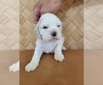 Puppy 3 Cocker Spaniel