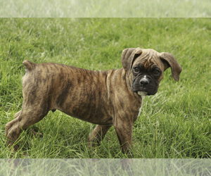 Boxer Puppy for Sale in SHIPSHEWANA, Indiana USA
