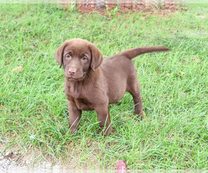 Labrador Retriever Puppy for sale in SYRACUSE, IN, USA