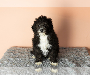 Medium Miniature Bernedoodle-Poodle (Miniature) Mix