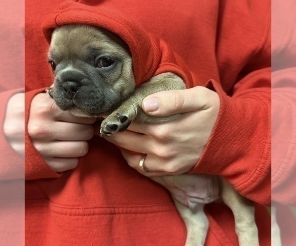 Medium Photo #6 French Bulldog Puppy For Sale in WEXFORD, PA, USA