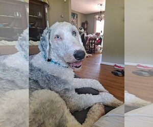 Sheepadoodle Dogs for adoption in Darlington, MD, USA