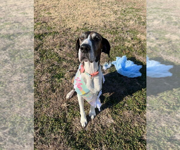 Medium Photo #2 Great Dane Puppy For Sale in Bullard, TX, USA