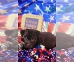 Small Photo #3 Yorkshire Terrier Puppy For Sale in AKRON, OH, USA