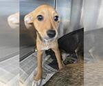 Small Chihuahua Mix