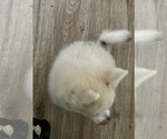 Small Photo #6 Pomsky Puppy For Sale in LOVELAND, CO, USA