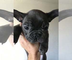 French Bulldog Puppy for sale in DALY CITY, CA, USA