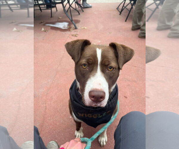 Medium Photo #2  Puppy For Sale in , 