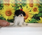 Bubbles - Female Goldendoodle (Miniature) Puppy for Sale - Photo #9