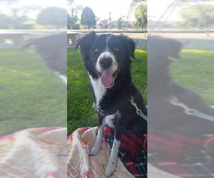 Border Collie Dogs for adoption in Ogden, UT, USA