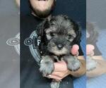 Small Photo #15 Schnauzer (Miniature) Puppy For Sale in SPENCER, TN, USA