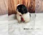 Small #6 Pekingese