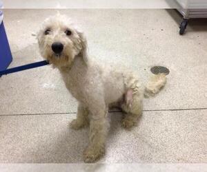 Poodle (Miniature) Dogs for adoption in Riverside, CA, USA