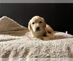 Small Photo #3 Labradoodle Puppy For Sale in COBB, WI, USA
