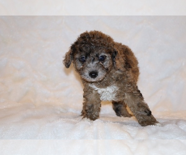 Medium Photo #6 Poodle (Toy) Puppy For Sale in DYERSBURG, TN, USA