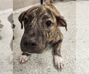 Plott Hound Dogs for adoption in Conroe, TX, USA