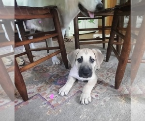 German Shepherd Dog-Great Dane Mix Puppy for Sale in YOUNG HARRIS, Georgia USA