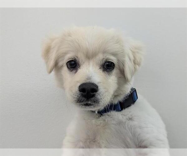 Medium Photo #1 Cocker Spaniel-Unknown Mix Puppy For Sale in San Clemente, CA, USA