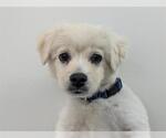 Small Cocker Spaniel Mix