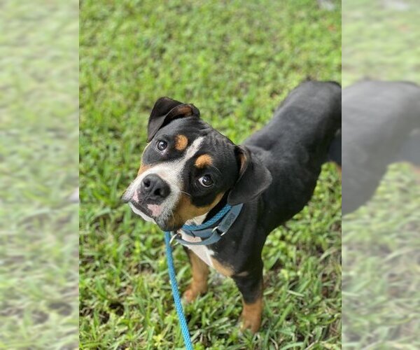 Medium Photo #1 Mutt Puppy For Sale in Fort Lauderdale, FL, USA
