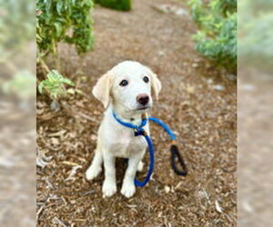 Great Pyrenees Dogs for adoption in Salinas, CA, USA