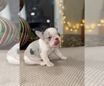 Small Photo #4 French Bulldog Puppy For Sale in HILTON, NY, USA