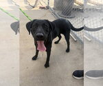 Small Labrador Retriever