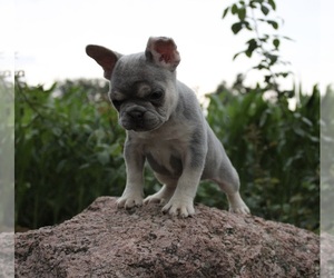 French Bulldog Puppy for sale in WOOSTER, OH, USA