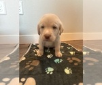 Small #3 Labrador Retriever