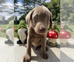 Small Photo #6 Labrador Retriever Puppy For Sale in NEOLA, WV, USA