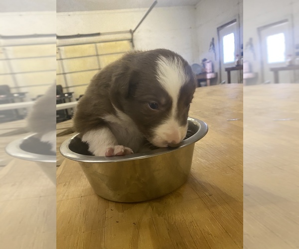 Medium Photo #3 Border Collie Puppy For Sale in SAINT JAMES, MO, USA